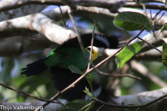 Psarisomus dalhousiae