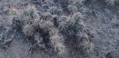 Cylindropuntieae