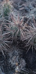 Cylindropuntieae
