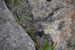 Melanophryniscus moreirae