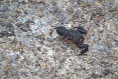 Melanophryniscus moreirae