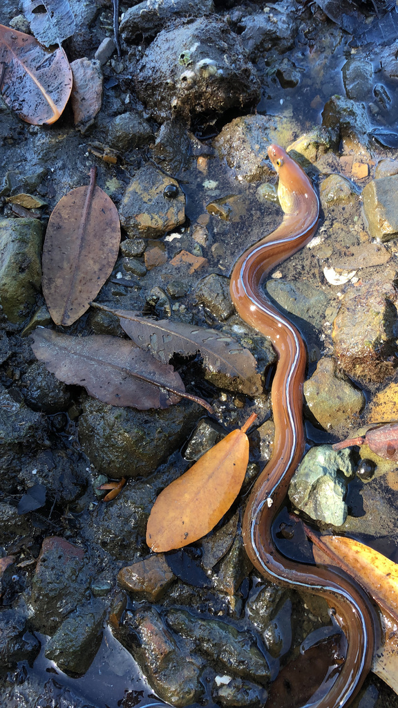 Verrill's moray (Gymnothorax verrilli) — Muraenidae