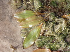 Potamogeton illinoensis