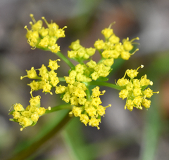 Tauschia texana