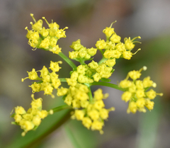 Tauschia texana