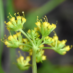 Tauschia texana