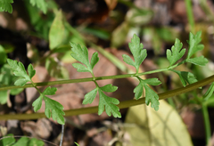 Tauschia texana
