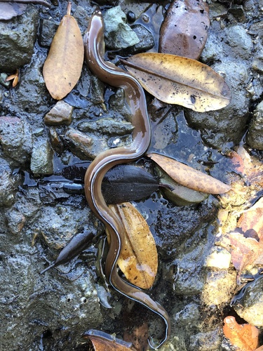 Verrill's moray (Gymnothorax verrilli) — Muraenidae — 2