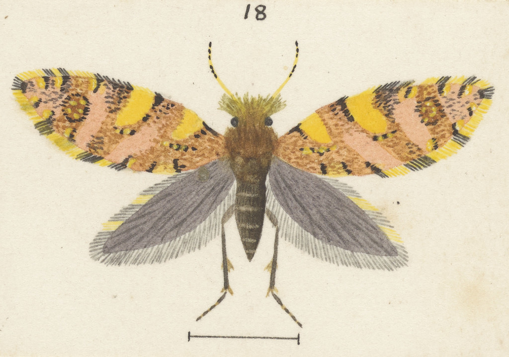 Sabatinca incongruella