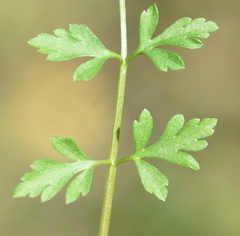 Tauschia texana
