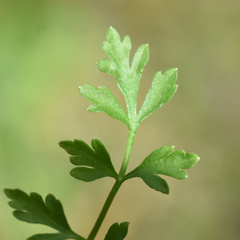 Tauschia texana