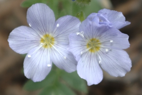 Pretty Jacob's-ladder