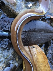White-Edged Moray photo 3