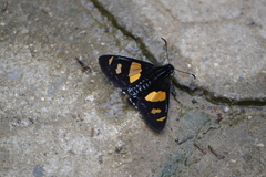 Mimoniades ocyalus
