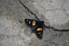 Mimoniades ocyalus
