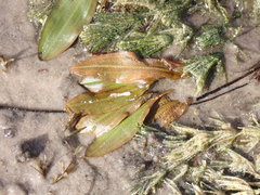 Potamogeton illinoensis