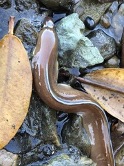White-Edged Moray photo 2