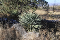 Yucca madrensis