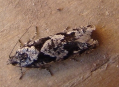 Acleris variana