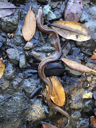 Verrill's moray (Gymnothorax verrilli) — Muraenidae — 3