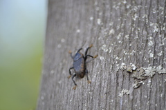 Homalinotus deplanatus
