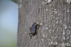 Homalinotus deplanatus