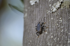 Homalinotus deplanatus