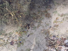 Potamogeton illinoensis