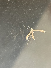 Platyptilia celidotus