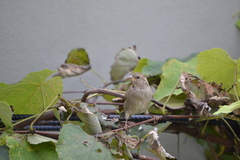 Passer domesticus