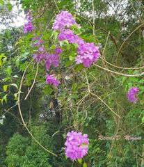 Bignonia binata