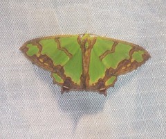 Agathia hemithearia