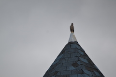 Patagioenas picazuro