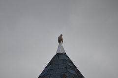 Patagioenas picazuro