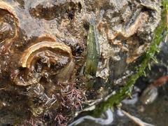 Betaeopsis aequimanus