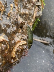 Betaeopsis aequimanus