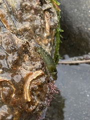 Betaeopsis aequimanus