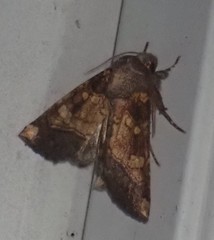 Papaipema cataphracta