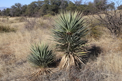 Yucca madrensis