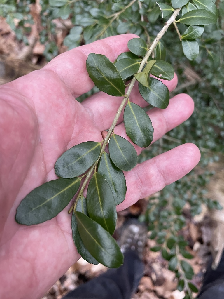 Ilex crenata, South Mountain Reservation, Millburn, NJ, US