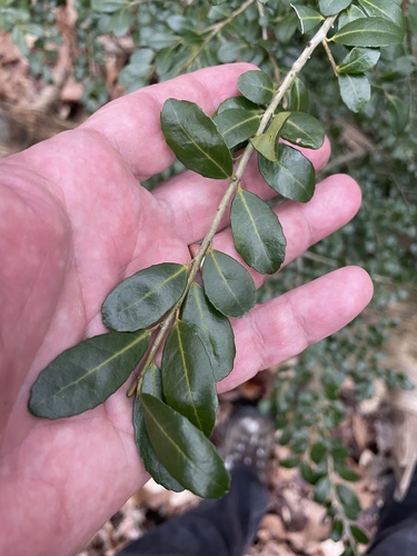 Ilex crenata iNat (1)