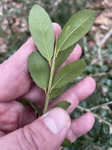 Ilex crenata