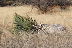 Yucca madrensis