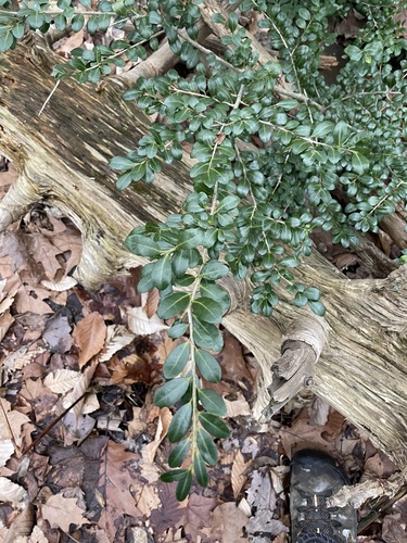 Ilex crenata