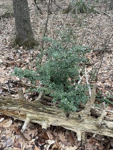 Ilex crenata