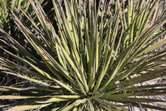 Yucca baccata brevifolia
