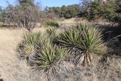 Yucca baccata brevifolia