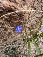 Evolvulus arizonicus