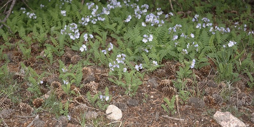 Pretty Jacob's-ladder