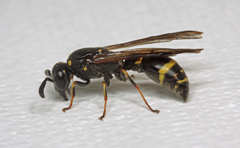 Symmorphus bifasciatus